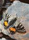 The Butterflies (Lepidoptera, Papilionoidea) of Dzhungar, Tien Shan, Alai and Eastern Pamirs. Vol. 1: Papilionidae, Pieridae, Satyridae