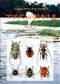 Longhorn Beetles of the Amazon II: Lamiinae