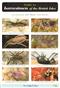 Guide to the Harvestmen of the British Isles (CHART)