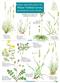 Plant Identification for Phase 1 Habitat Survey: Grassland and Marsh (Identification Chart)