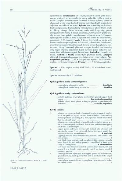 Identification Guide to Southern African Grasses: An Identification ...