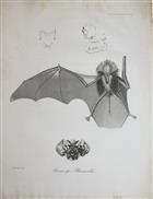 The characters of seven genera of Bats with foliaceous Appendages to the nose