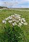 The Wildflowers of the Sefton Coast