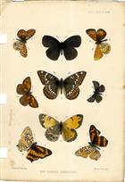 Cashmere butterflies - colour plate