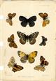 Cashmere butterflies - colour plate