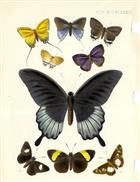 Butterflies of Borneo - 2 colour plates