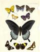 Butterflies of Borneo - 2 colour plates