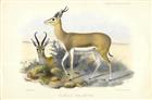 Gazella melanura (Antelope) - colour plate