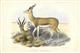 Gazella melanura (Antelope) - colour plate