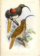 D'Albertis Bird of Paradise Drepanornis albertisi, showing the male and female - original colour print