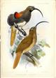 D'Albertis Bird of Paradise Drepanornis albertisi, showing the male and female - original colour print