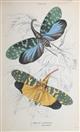Introduction to Entomology The Naturalist's Library XXIX. Entomology I