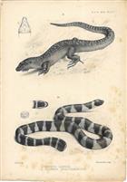 Mabouia Lawesii / Platurus schistorhynchus - lithographic print