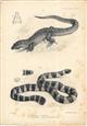 Mabouia Lawesii / Platurus schistorhynchus - lithographic print