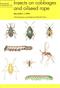 Insects on Cabbages and Oilseed Rape (Naturalists' Handbooks 18)