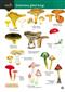 Distinctive gilled fungi (Identification Chart)