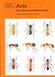 Ants (Naturalists' Handbooks 24)