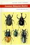 Common Malaysian Beetles