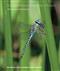 The Damselflies and Dragonflies of Sussex: their status and distribution