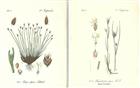 Flora von Deutschland [22 chromolithographic plates of Cyperaceae (sedges)]