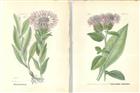 Flora von Deutschland [4 chromolithographic plates of Thistles]