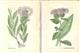 Flora von Deutschland [4 chromolithographic plates of Thistles]