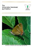 The White-letter Hairstreak Butterfly