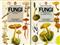 Fungi of Northern Europe 1-2 (Penguin Nature Guides)