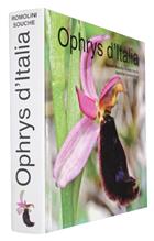 Ophrys d'Italia