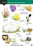 Distinctive grassland fungi (Identification Chart)