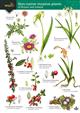 Non-native invasive plants of Britain and Ireland (Identification chart)