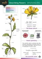 Describing Flowers: a guide to the structure of flowers and to their identification features (Identification chart)