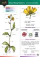 Describing Flowers: a guide to the structure of flowers and to their identification features (Identification chart)