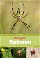 Basisgids Spinnen [Guide to Spiders]