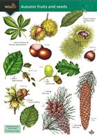 Autumn fruits and seeds  (Identification chart)