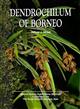 Dendrochilum of Borneo