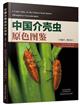 A Color Atlas of the Chinese Scale Insects: (Hemiptera: Coccomorpha) | 中国介壳虫原色图鉴