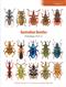 Australian Beetles Vol. 3: Polyphaga (Part 2)