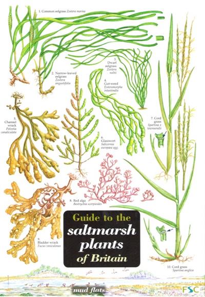 Guide to the Saltmarsh Plants of Britain (Identification Chart) by ...